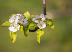 Oryginalny obrazek