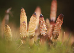 Oryginalny obrazek