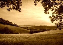 Sepia