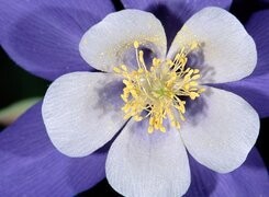 Oryginalny obrazek