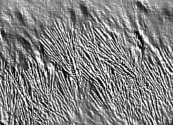 Skamielina