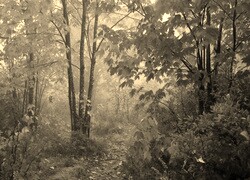 Sepia