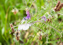 Oryginalny obrazek