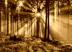 Sepia