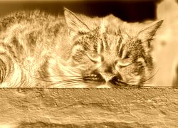 Sepia + Negatyw