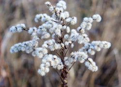 Oryginalny obrazek