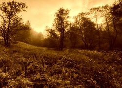 Sepia