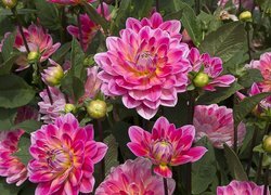 Oryginalny obrazek