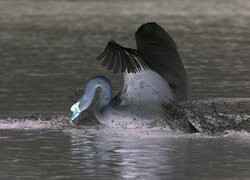 Negatyw
