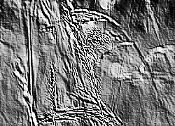 Skamielina