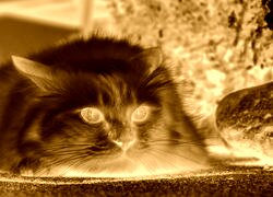 Sepia + Negatyw