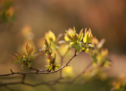 Oryginalny obrazek