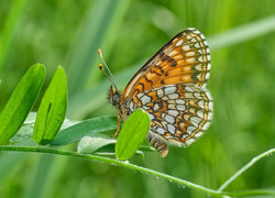 Oryginalny obrazek