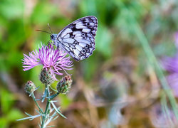 Oryginalny obrazek