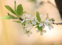 Oryginalny obrazek