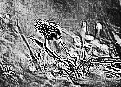 Skamielina