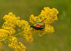 Oryginalny obrazek