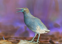 Negatyw