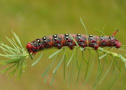 Oryginalny obrazek