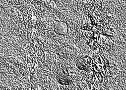 Skamielina