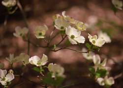 Oryginalny obrazek