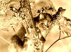 Sepia + Negatyw