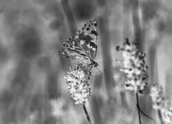 Szary + Negatyw