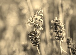Szary + Sepia