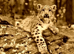 Sepia