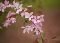 Oryginalny obrazek