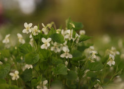 Oryginalny obrazek