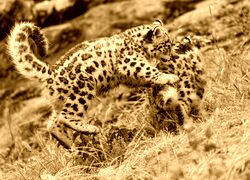 Sepia