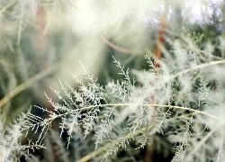 Oryginalny obrazek