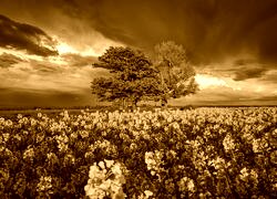 Sepia
