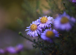 Oryginalny obrazek