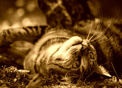 Sepia