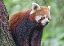 Oryginalny obrazek