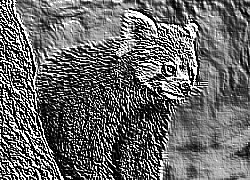 Skamielina