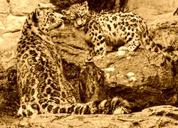 Sepia