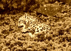 Sepia