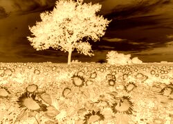 Sepia + Negatyw