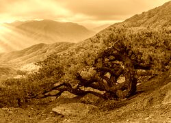 Sepia