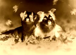 Sepia + Negatyw