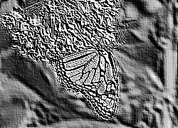 Skamielina