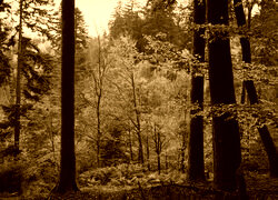 Sepia