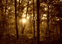 Sepia