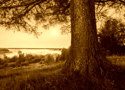 Sepia