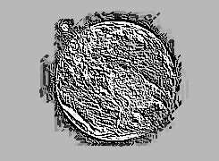 Skamielina