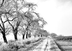 Szary + Sepia