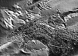 Skamielina